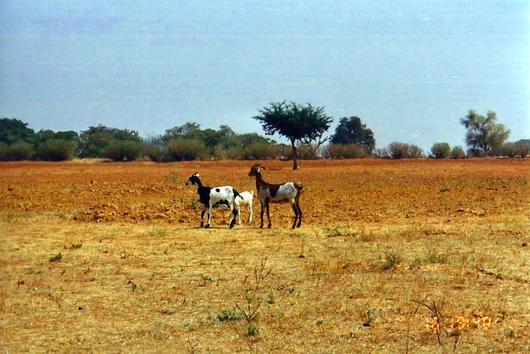 Africa village scene goats